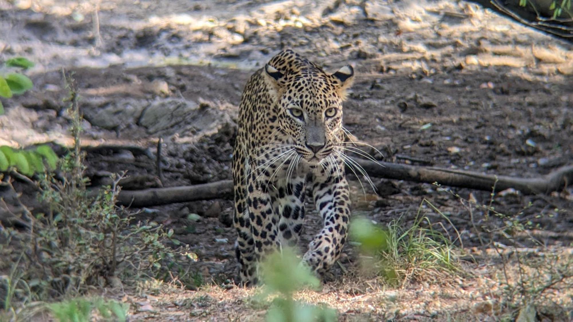 Yala Avian Eye Safari Apartment Buttala Luaran gambar