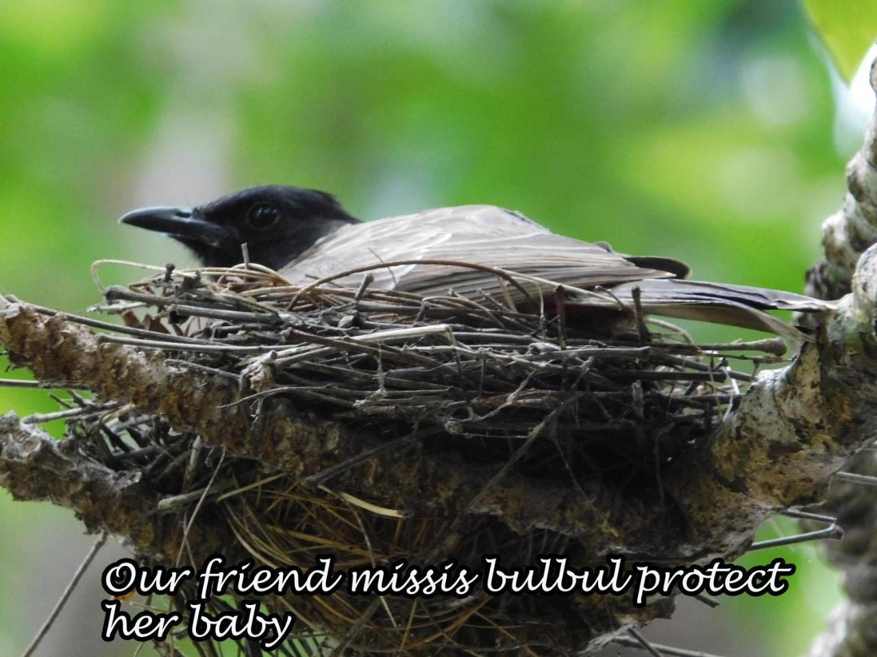 Yala Avian Eye Safari Apartment Buttala Luaran gambar