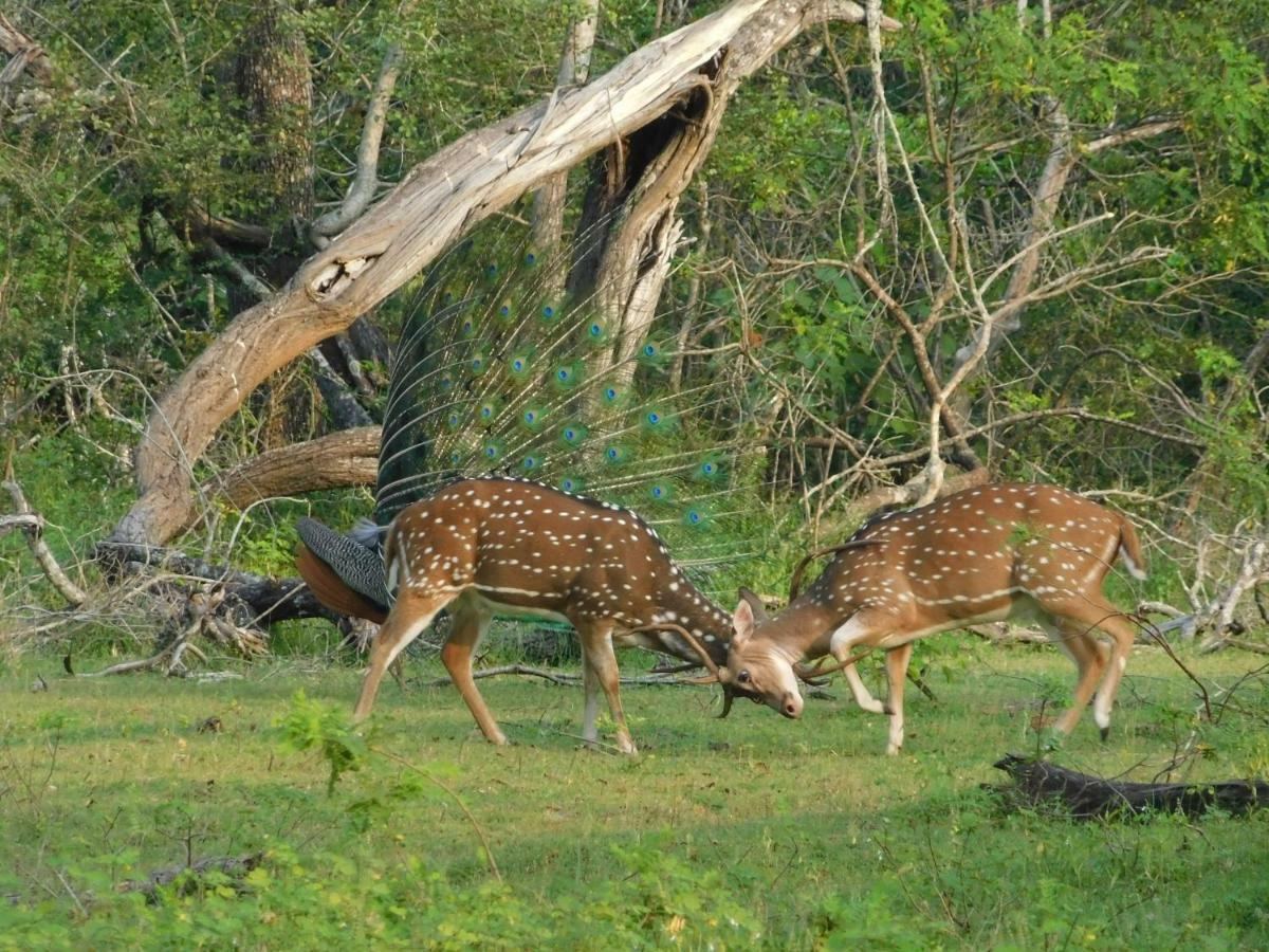 Yala Avian Eye Safari Apartment Buttala Luaran gambar