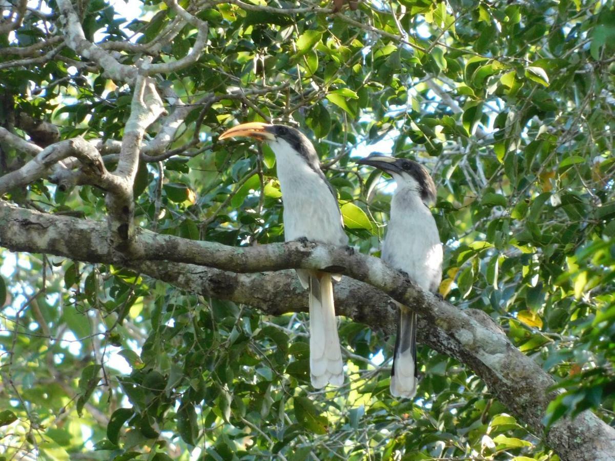 Yala Avian Eye Safari Apartment Buttala Luaran gambar